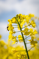 Blühende Rapspflanze, Nahrungsangebot für Bienen, Hummeln und andere Insekten.