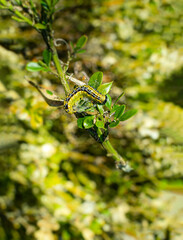 Buchsbaumzünsler - Raupe des Buchsbaumzünslers auf einem Buchsbaumzweig.