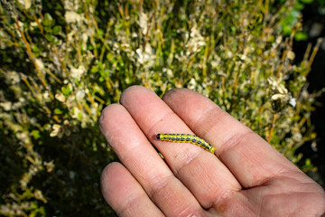 Buchsbaumzünsler - Raupe des Buchsbaumzünslers kriecht auf einer Hand vor zerfressenem Buchsbaum.