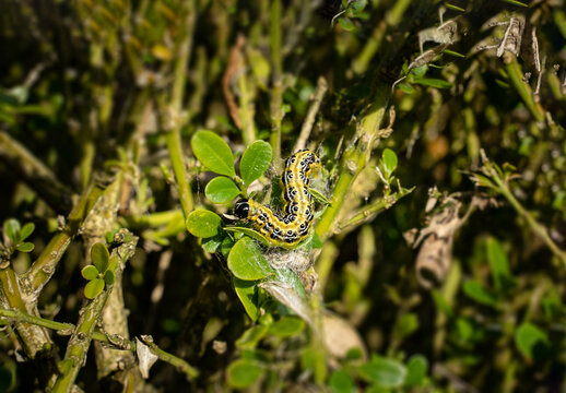 Buchsbaumz&uuml;nsler - Raupe des Buchsbaumz&uuml;nslers auf einem Buchsbaumzweig.