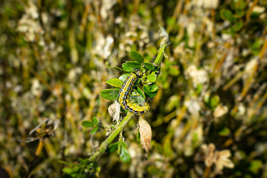 Buchsbaumz&uuml;nsler - Raupe des Buchsbaumz&uuml;nslers auf einem Buchsbaumzweig.