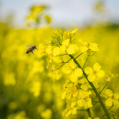 Obraz premium Blühende Rapspflanze, Nahrungsangebot für Bienen, Hummeln und andere Insekten.