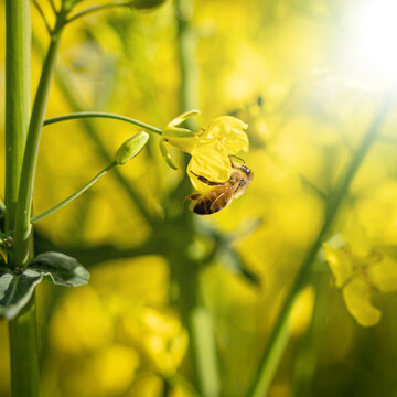 Nach den Wintermonaten ist ein blühendes Rapsfeld für Bienen eine gute Nahrungsquelle.