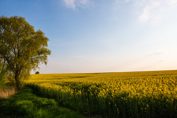 Fields of rape with blue sky, springtime, landscape in Thuringia