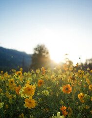 Yellow flower field with sun rises flare and blue sky in the morning