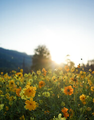 Yellow flower field with sun rises flare and blue sky in the morning