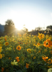 Obraz premium Yellow flower field with sun rises flare and blue sky in the morning
