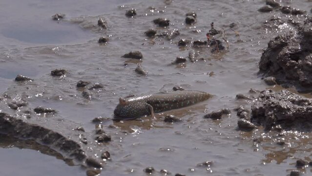 Mudskipper, Crab, And Snails Living On Mudflat Of Mangrove At Low Tide. - close up