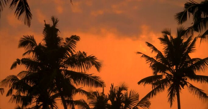 Palm trees sway in the wind against the sunset sky background. Palm trees silhouettes against orange sunset sky.