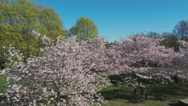 Aerial footage of beautiful cherry blossoms in park. Drone video of sakura trees full in blooming pink flowers in spring in picturesque garden. Branches of the tree over sunny blue sky. Floral pattern