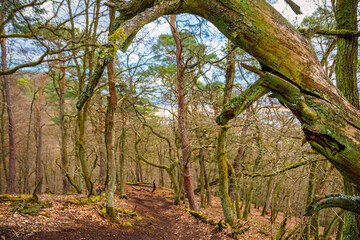 Rotenfels