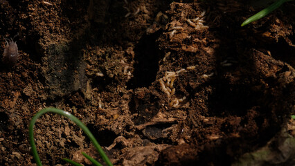 伐採した古い柿の木の切り株に、シロアリや蟻、幼虫やナメクジなどが大量に発生していた。