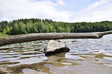 Fototapeta na wymiar An old tree on the shore of the Lake. Ulyanovsk, Russia