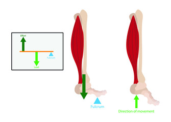 illustration of biology and physics, Lever Systems in the Body, movement of the human body, movement of the legs and feet, simple mechanics education of the human body