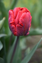 Czerwony papuzi tulipan - obrazy, fototapety, plakaty