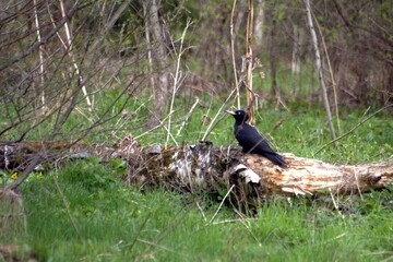 black woodpecker on the grass