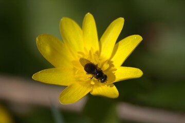 bee on flower