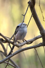 sparrow on a branch
