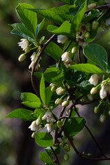 Blooming medicinal lemongrass. Schisandra chinensis.