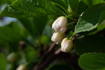 Blooming medicinal lemongrass. Schisandra chinensis.