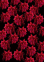 Background of red roses on black.
