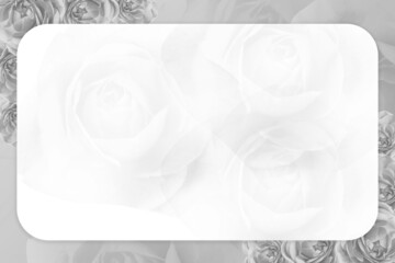 black and white picture, white curved corner rectangle on blur black and white roses background, nature, name card, banner, template, decor, copy space
