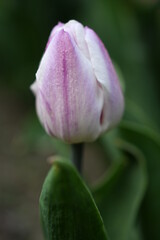 Fototapeta premium Fioletowy tulipan