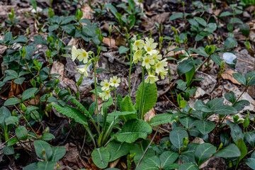 Flowering true oxlip (Primula elatior) plant