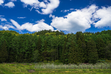 春の信州に咲くリンゴの花