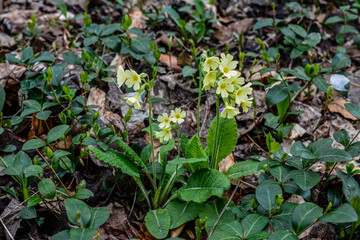Fototapeta premium Flowering true oxlip (Primula elatior) plant