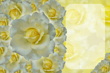inside left, yellow rose flowers bouquet on blur curved corner rectangle on blur yellow rose flowers background, nature, decor, banner, template, namecard, copy space