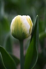 Biało zielony tulipan