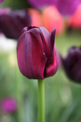 Bordowy tulipan - obrazy, fototapety, plakaty