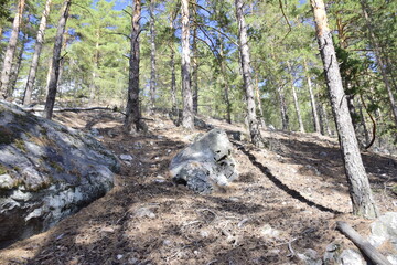 Huge stones in a spring pine forest, Skripino village Ulyanovsk, Russia. the stone in the forest. (Skrzypinski Kuchury)
