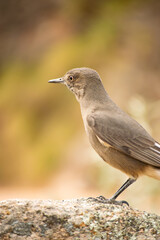 Close-up of a large chalk-browed mockingbird perched on a bush, to the right of the image. The bird is looking to the left of the image.