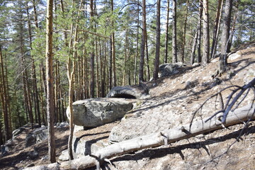 Huge stones in a spring pine forest, Skripino village Ulyanovsk, Russia. the stone in the forest. (Skrzypinski Kuchury)
