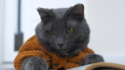 Funny cat like a person who is reading a book. The cat is dressed in an animal costume in the form...