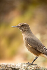 Close-up of a large chalk-browed mockingbird perched on a bush, to the right of the image. The bird is looking to the left of the image.