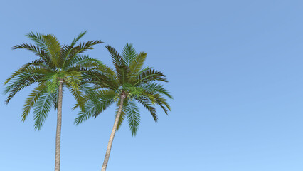 Obraz na płótnie Canvas ココナツ ココナッツ 椰子 ヤシ ヤシの木 椰子の木 Coconut palm