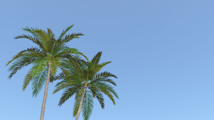 Fototapeta na wymiar ココナツ ココナッツ 椰子 ヤシ ヤシの木 椰子の木 Coconut palm