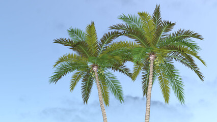 Fototapeta premium ココナツ ココナッツ 椰子 ヤシ ヤシの木 椰子の木 Coconut palm