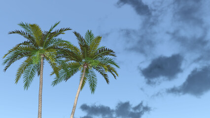 Fototapeta na wymiar ココナツ ココナッツ 椰子 ヤシ ヤシの木 椰子の木 Coconut palm