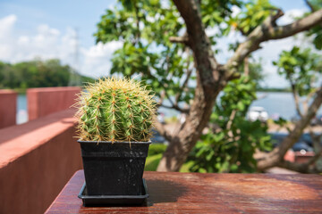 cactus decor on wooden table at rooftop outdoor coffee cafes