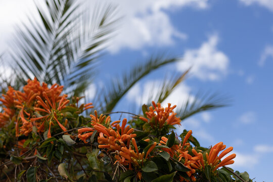 Orange Tropical Flowers With Palm Leaves On The Blue Sky Background.