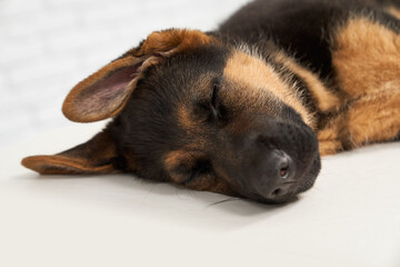 Close up of German Shepherd lying on side with closed eyes on white table. Big dog sleeping, breezing, having rest in vet clinic. Concept of importance of animals living.