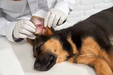 Close up of vet examining dog ear on white table. German Shepherd lying on side with closed eyes, sleeping, having rest in vet clinic. Concept of importance of pet protecting.