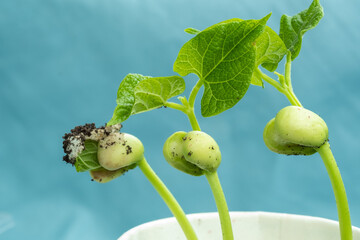 Three green bean sprouts in a paper cup on a blue background. The concept of a vegetable garden on...