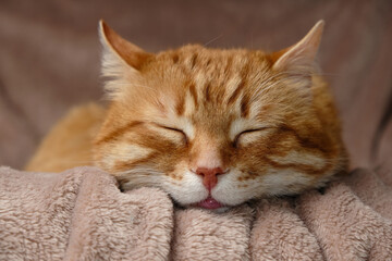 Fototapeta na wymiar Sleeping cute orange fluffy cat in a home bed. Close-up portrait. Domestic adult senior tabby cat having a rest. Pet therapy.