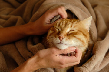 Sleeping cute ginger cat in a home bed. Woman stroking her cat. Domestic adult senior tabby cat having a rest. Pet therapy.