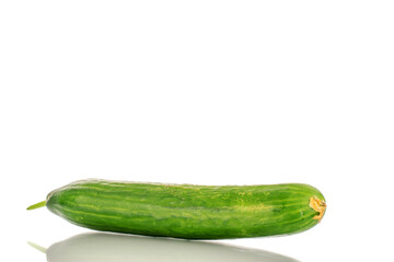 One juicy smooth cucumber, macro, isolated on a white background.